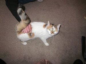 Filzbettchen Mausi 005.JPG