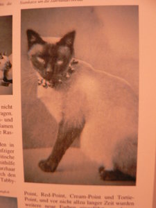 alte katzenbilder 003.JPG