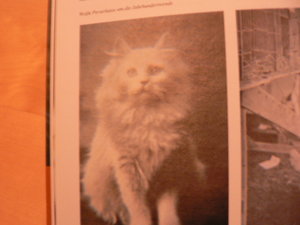 alte katzenbilder 001.JPG