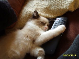 Hugo und seine Fernbedienung.JPG