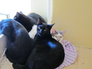 IMG_1411 - Kopie.JPG