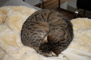 IMG_3246 (Large).JPG