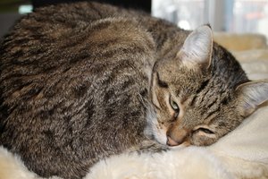 IMG_3248 (Large).JPG