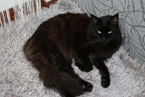 IMG_3250 (Large).JPG