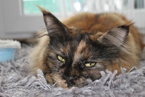 IMG_3254 (Large).JPG