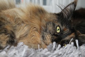 IMG_3257 (Large).JPG