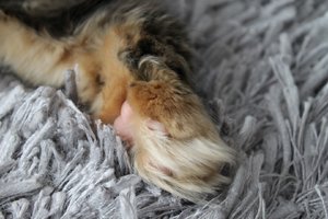 IMG_3260 (Large).JPG