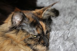 IMG_3261 (Large).JPG