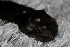 IMG_3263 (Large).JPG