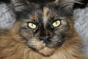 IMG_3266 (Large).JPG