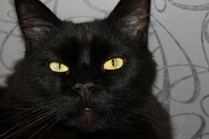 IMG_3267 (Large).JPG