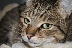 IMG_3270 (Large).JPG