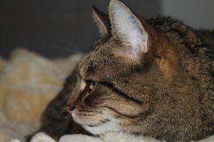 IMG_3272 (Large).JPG