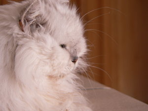 Muggel Februar 2014 006.JPG