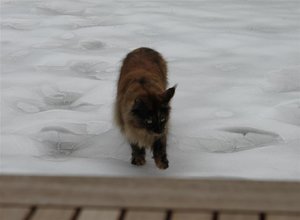 IMG_3308 (Large).JPG