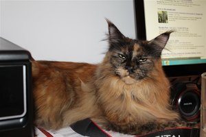 IMG_3311 (Large).JPG