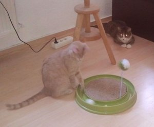 Hobbes und Tigger2.jpg