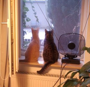 Hobbes und Tigger3.jpg