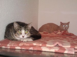 Hobbes und Tigger4.jpg