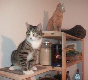 Hobbes und Tigger5.jpg