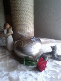 Dier Urne auf Krümels Lieblingsplatz auf seinem Kratzbaum klein.jpg