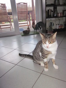 Basti nach Zahn OP 001.JPG