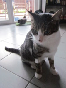 Basti nach Zahn OP 002.JPG