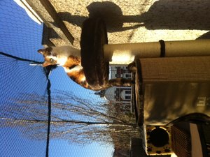 kratzbaum terrasse.JPG