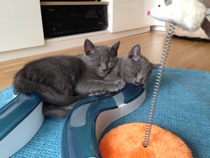 Timmy (blau) & Teddy 8.2 - 16.2 (113).jpg