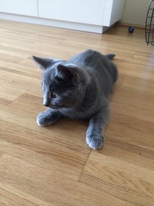 Timmy (blau) & Teddy 8.2 - 16.2 (130).jpg