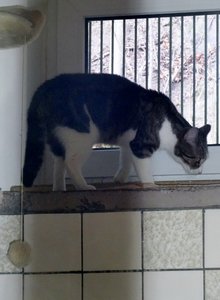 DSC02623 (468x640).jpg