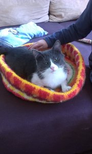 Nicole Handy 2014 1963.jpg