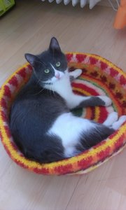 Nicole Handy 2014 1981.jpg