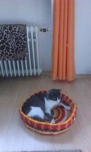 Nicole Handy 2014 2003.jpg