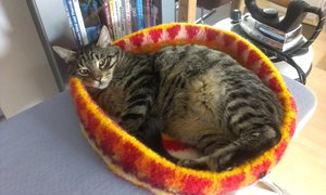 Nicole Handy 2014 2015.jpg