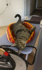 Nicole Handy 2014 2009.jpg