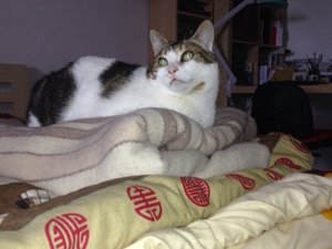 Prinz auf der Erbse.jpg