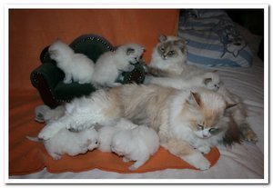 2013-04-27 27.04.2013_001katzenhaufen heute.jpg