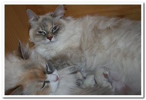 2013-04-01 31.03.2013_001.jpg