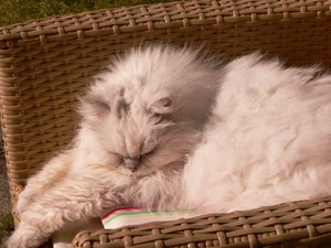 Ende Februar Muggel 001.JPG