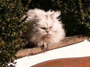 Ende Februar Muggel 005.JPG