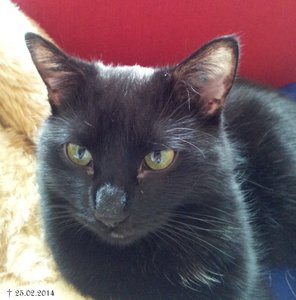 Pounci mein Engelchen.jpg