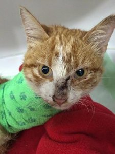 1625596_743947695637022_1891763096_n.jpg 1625596_743947695637022_1891763096_n.jpg