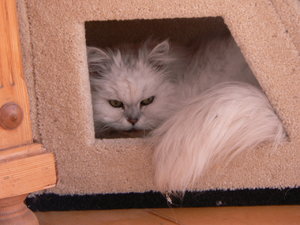 März Muggel 001.JPG