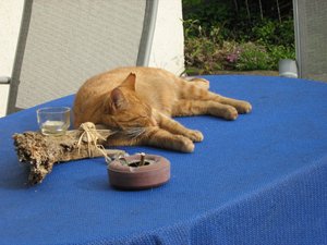 Minki, Bonny und Berry 097.jpg