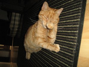 Minki, Bonny und Berry 144.jpg