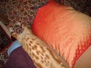 beppi schläft 007.jpg