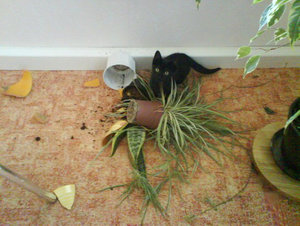 Morlie unschuldig.jpg