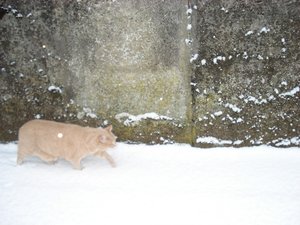 schnee060310 016.jpg