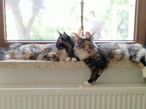 Fensterkatzen.jpg